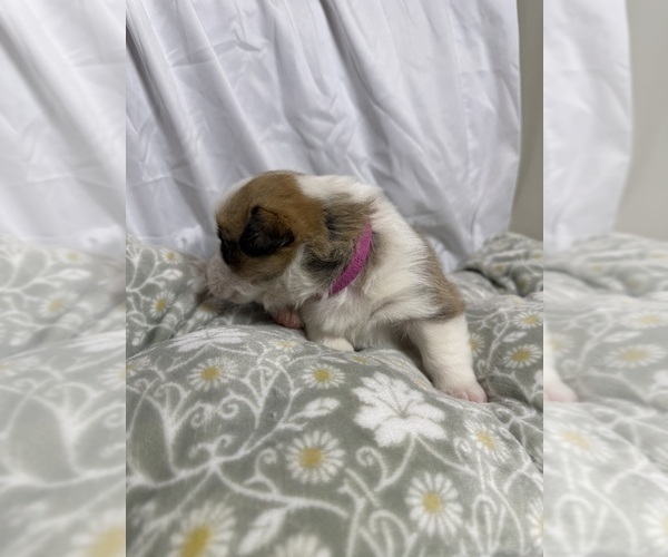 Medium Photo #11 Pembroke Welsh Corgi Puppy For Sale in GRAND RAPIDS, MI, USA