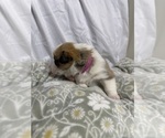 Small #10 Pembroke Welsh Corgi