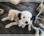 Small Photo #37 Old English Sheepdog Puppy For Sale in WILMINGTON, OH, USA