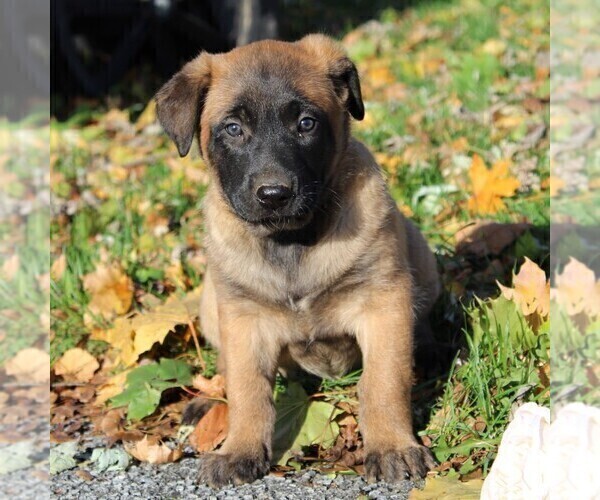 Medium Photo #1 Belgian Malinois Puppy For Sale in FREDERICKSBRG, PA, USA