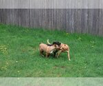 Small Photo #7 Labrador Retriever-Unknown Mix Puppy For Sale in Sebec, ME, USA