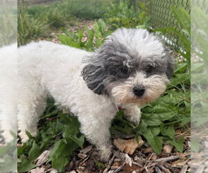 CAPRI - Female Shih-Poo Dog for Adoption