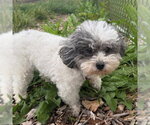 CAPRI - Female Shih-Poo Dog for Adoption - Small photo