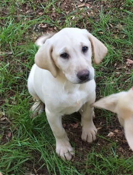 Medium Photo #1 Labrador Retriever Puppy For Sale in FORSYTH, GA, USA