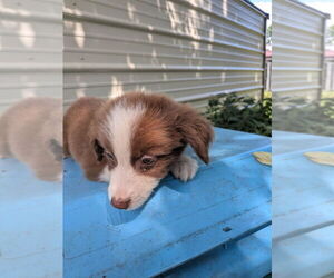 Miniature Australian Shepherd Puppy for sale in ADAIRSVILLE, GA, USA