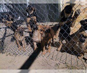 German Shepherd Dog-Rotterman Mix Dogs for adoption in PHELAN, CA, USA