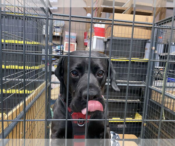 Medium Photo #3 Boxador Puppy For Sale in Lewistown, PA, USA