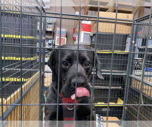 Chunk - Male Boxador Dog for Adoption - Photo #3