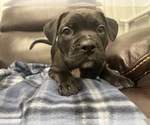 Small Photo #26 American Bully Puppy For Sale in REESEVILLE, WI, USA