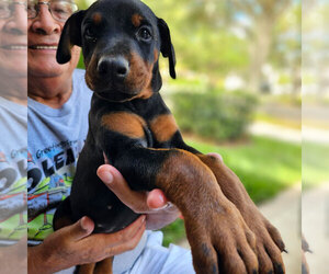 Medium Doberman Pinscher