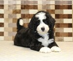 Small #1 Bernedoodle (Miniature)