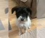 Small #2 Mutt
