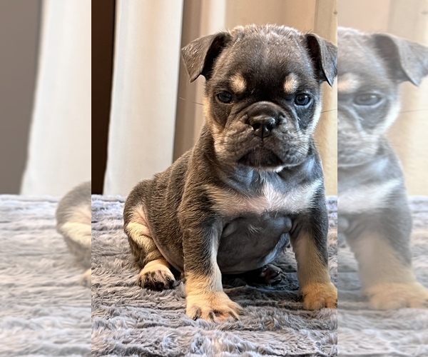Medium Photo #7 English Bulldog Puppy For Sale in LANCASTER, CA, USA