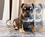 Small #6 English Bulldog