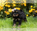 Small Photo #2 Miniature Bernedoodle-Poodle (Miniature) Mix Puppy For Sale in TOPEKA, IN, USA