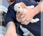 Small #3 Australian Labradoodle