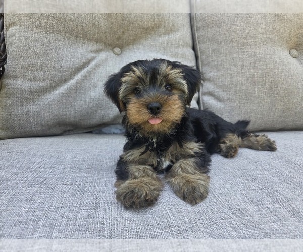 Medium Photo #43 Yorkshire Terrier Puppy For Sale in RHOADESVILLE, VA, USA
