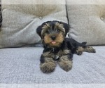 Puppy Willow Yorkshire Terrier