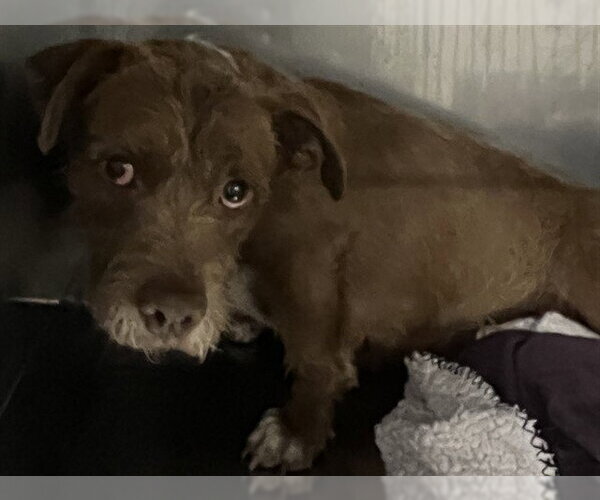 Medium Photo #1 Mutt Puppy For Sale in Downey, CA, USA