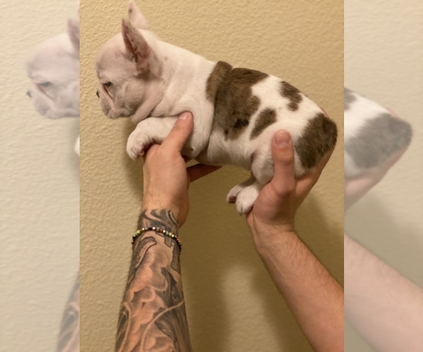 Medium Photo #8 French Bulldog Puppy For Sale in SAN DIEGO, CA, USA