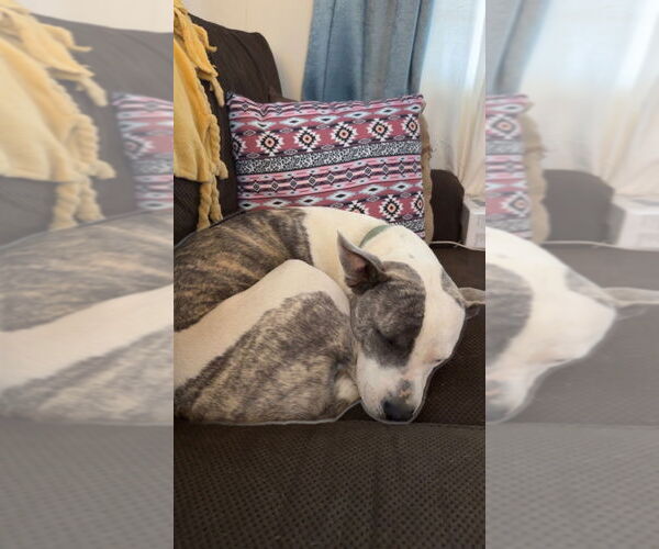 Medium Photo #4 American Pit Bull Terrier-Staffordshire Bull Terrier Mix Puppy For Sale in Claremore, OK, USA