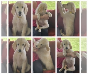 Golden Retriever Puppy for sale in DELAND, FL, USA