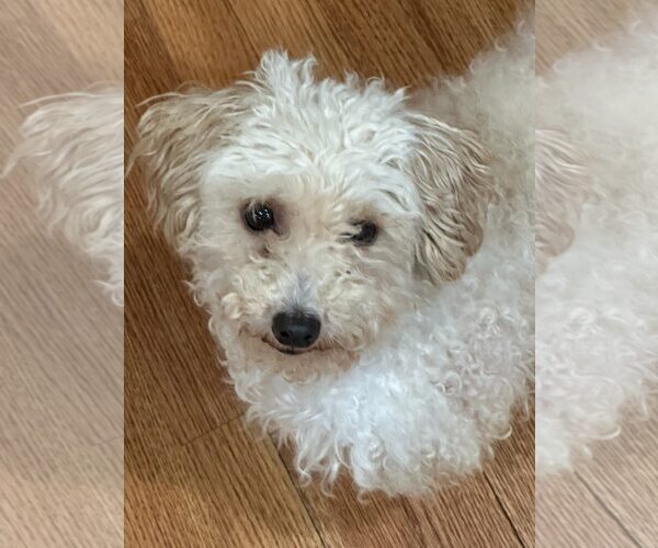 Medium Photo #12 Poodle (Toy) Puppy For Sale in Pacolet, SC, USA