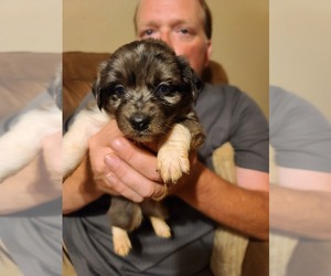Australian Shepherd-Unknown Mix Puppy for sale in DECATUR, IL, USA