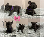 Puppy Purple French Bulldog