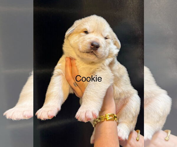 Medium Photo #2 Pyrenees Husky Puppy For Sale in Bellevue, WA, USA