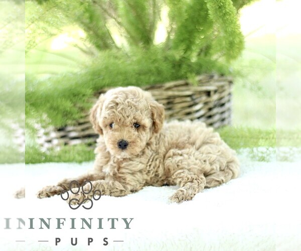 Medium Photo #3 Poodle (Toy) Puppy For Sale in PARADISE, PA, USA