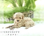 Small #2 Poodle (Toy)