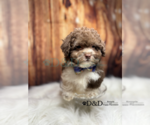 ShihPoo Puppy for sale in RIPLEY, MS, USA