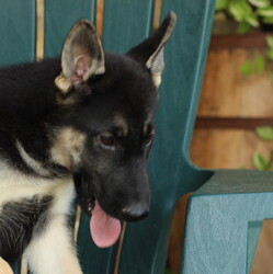 German Shepherd Dog-Siberian Husky Mix Puppy for sale in GAP, PA, USA