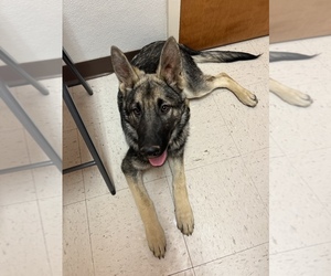German Shepherd Dog Litter for sale in ANDERSONVILLE, TN, USA