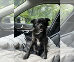Small #1 Pug-Spaniel Mix