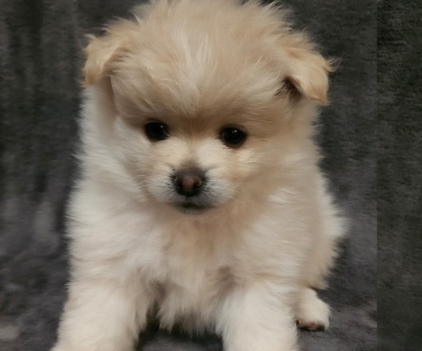 Medium Photo #3 Pomeranian Puppy For Sale in STILLWATER, OK, USA