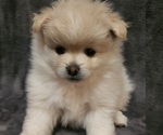 Small Photo #3 Pomeranian Puppy For Sale in STILLWATER, OK, USA