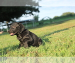 Small Photo #3 Labrador Retriever Puppy For Sale in SARCOXIE, MO, USA