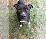 Flower - Female American Staffordshire Terrier Dog for Adoption - Small photo