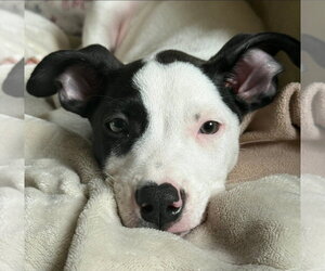 American Pit Bull Terrier-American Staffordshire Terrier Mix Dogs for adoption in Chester, VA, USA