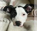 Small American Pit Bull Terrier-American Staffordshire Terrier Mix