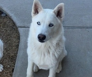 Akita-Alaskan Husky Mix Puppy for sale in GRAND JUNCTION, CO, USA