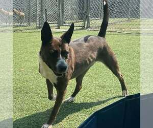 Selena - Female Boxer-Unknown Mix Dog for Adoption - Photo #2