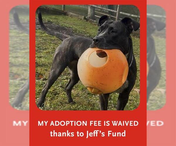 Medium Photo #1 Plott Hound-Unknown Mix Puppy For Sale in Brewster, MA, USA