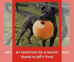 Plott Hound-Unknown Mix Dogs for adoption in Brewster, MA, USA