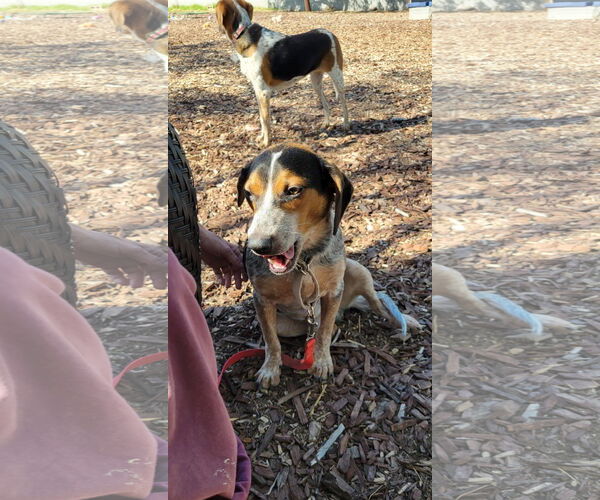 Medium Photo #7 Beagle Puppy For Sale in Las Vegas, NV, USA