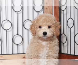 Bichpoo Puppy for sale in NAPLES, FL, USA