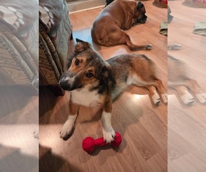 Pembroke Welsh Corgi-Unknown Mix Dogs for adoption in Dallas, TX, USA