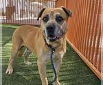 Small #1 Labrador Retriever Mix